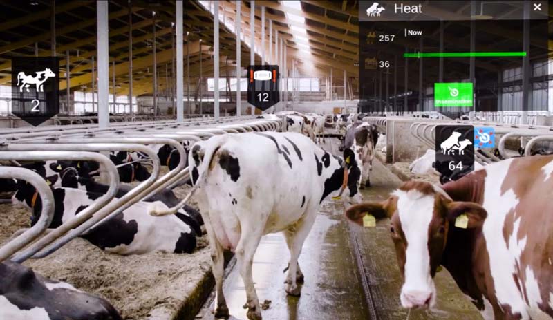 Nedap用HoloLens 2辅助农场奶牛饲养，提升奶牛护理，降低饲养成本